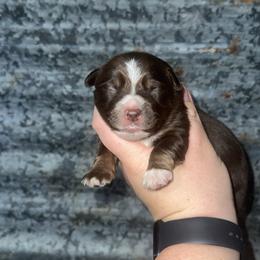 Beau - Red tri male Miniature Australian Shepherd puppy in Liberty, Mississippi from Liberty Oaks Aussies and Dachshunds