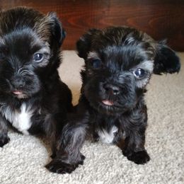 Amber - Red sable female Havanese puppy in Kinston, North Carolina from Court Jester Havanese and Prissy Diva Russian Salon Dogs