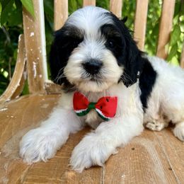 Benny -with training - Black white and tan male Cockapoo puppy in Boonville, North Carolina from Doods & Dolls