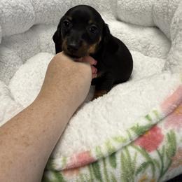 Dachshund Puppies from The Southern Sasuage Co