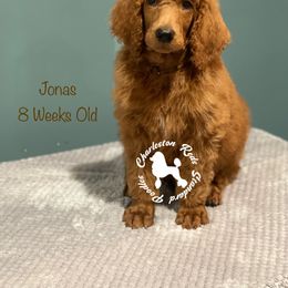 Poodle Puppies from Charleston Reds Standard Poodles