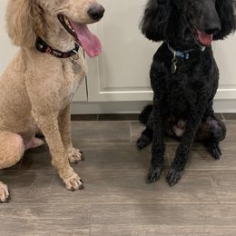 Poodle All Grown Up from Benson Standard Poodles