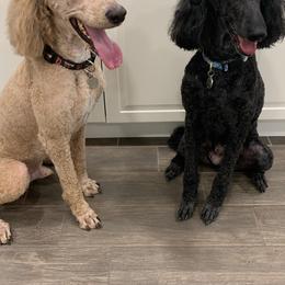 Poodle All Grown Up from Benson Standard Poodles