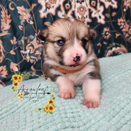 Cheddar DM CLEAR - Sable female Pembroke Welsh Corgi puppy in Idaho from Arrowleaf Corgis