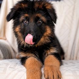 Azalea - Black and red female German Shepherd puppy in Lexington, Virginia from Stahlhaus ( Previously Buffelbach Farmstead Shepherds)