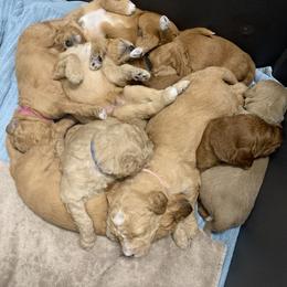 Goldendoodle Puppies from Dolly Doodle’s Doodles