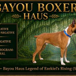 Zeke - Boxer