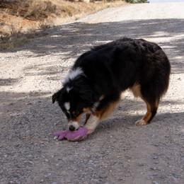 Paige - Black tri-color female Australian Shepherd puppy in Tijeras, New Mexico from Dovehawk Australian Shepherds
