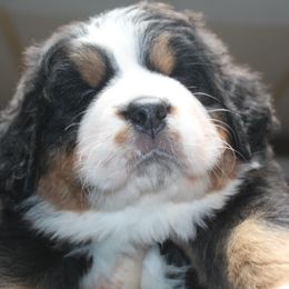 Bernese Mountain Dog Puppies from Baby Bear Bernese Kennel