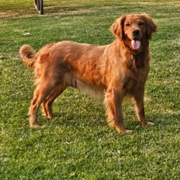 Cana - Dark golden female Golden Retriever puppy in Milton Freewater, Oregon from Lilac Acres