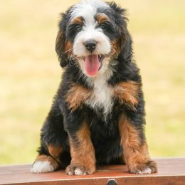 Bernedoodle Puppies from Down Home Doodle