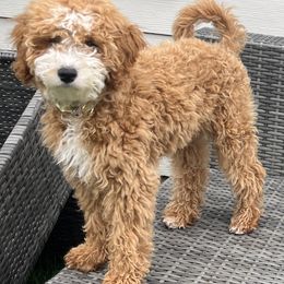 Cavapoo puppies from Lucy Lou’s Cavapoos