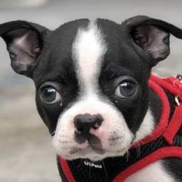 Boston Terriers from Tammy's Beautiful Boston Babies