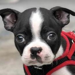 Boston Terriers from Tammy's Beautiful Boston Babies