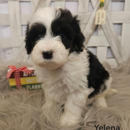 Yelena - Black and white female Sheepadoodle puppy in Farley, Iowa from Iowa's Doodle Co.