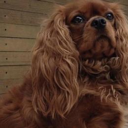 Chloe - Cavalier King Charles Spaniel