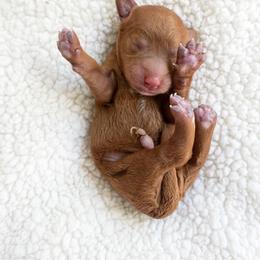 Rosa (Rose) - Red female Cavapoo puppy in Aiken, South Carolina from Cavapoos of the Carolinas