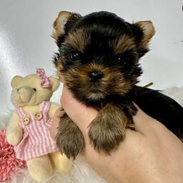 Yorkshire Terrier puppies from Yorkie Blessings