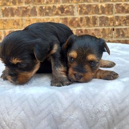Yorkshire Terrier Puppies from The Yorkie Empire
