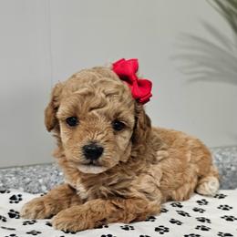 Girl 1 - Apricot female Poodle puppy in Utica, Ohio from Poodle Me Crazy