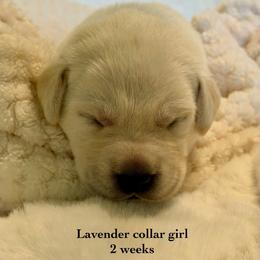 Lavender collar girl - Yellow female Labrador Retriever puppy in Camp Verde, Arizona from Cecil's Arizona Labradors