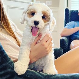 Australian Labradoodle Puppies from Berrybrook Doodles