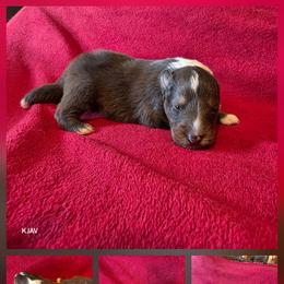 Boy 1 - White and sable merle male Shetland Sheepdog puppy in Greenfield, Ohio from Kayla's Shelties