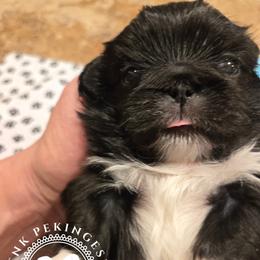 Pekingese puppies from TnK Pekingese