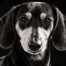 Roma - Dachshund