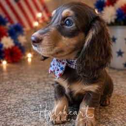 Luke PET ONLY - Chocolate and tan male Dachshund puppy in Livingston Parish, Louisiana from Haloheart Dachshunds