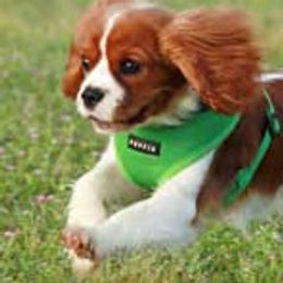 Cavalier King Charles Spaniels from Closeburn
