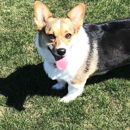 Pembroke Welsh Corgis from WSP Corgi's