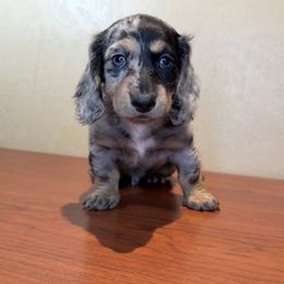 Dachshund Puppies from Monterey Bay Dachshund Kennel