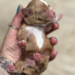 Wisconsin - Red male Cavapoo puppy in Carmichaels, Pennsylvania from Honey & Lemon Royalty