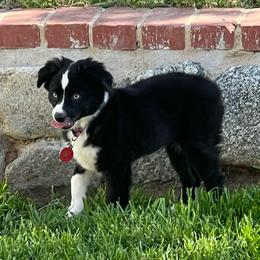 Rosy - Black & white female Toy Australian Shepherd puppy in Norco, California from River Springs Aussies