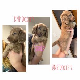 Girl 2 - Cream female Dachshund puppy in Rushsylvania, Ohio from DNP Doxies