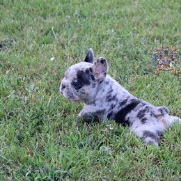 Boston Terrier and French Bulldog Puppies from Freedom Bostons