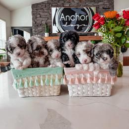 Bernedoodle, Cavapoo, Cavapoochon, Goldendoodle, and Yorkipoo Puppies from Anchor Dogs
