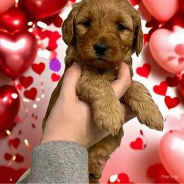 Dopey - Goldendoodle puppy from MK Goldendoodles
