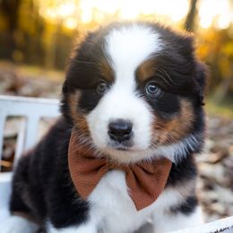 Fester - Black tri-color male Australian Shepherd puppy in Georgetown, Texas from River Reign Australian Shepherds