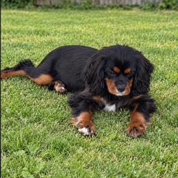 Buttercup - Cavalier King Charles Spaniel