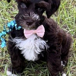 Prissy missy small girl - Liver female Miniature Schnauzer puppy in Groesbeck, Texas from Ranch 4M