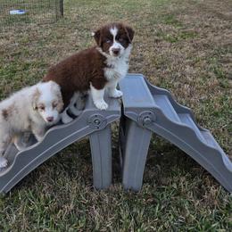 Australian Shepherd Puppies from Out of the Blue Aussies