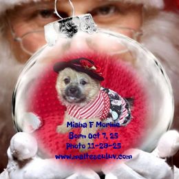 Misha F Morkie - Black & tan tri-color female Morkie puppy in Silverhill, Alabama from Malteseuluv’s Tiny Treasurers