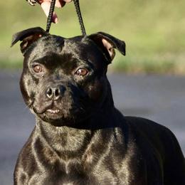 Gita - Staffordshire Bull Terrier