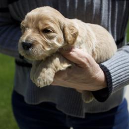 No tag - Cream female Goldendoodle puppy in Medina, Ohio from Farmer Doodles