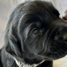 Harley- Jo - Black Labrador Retriever puppy in Florida from Deep South Labrador Retrievers LLC