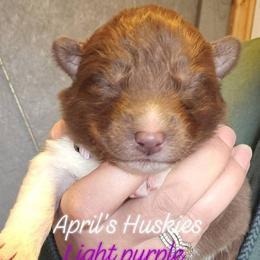 Girl 4 - Red and white female Siberian Husky puppy in Terre Haute, Indiana from April's Huskies