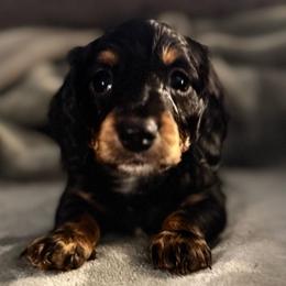 Leo - Black and tan male Dachshund puppy in Asheboro, North Carolina from With Love From Maggie