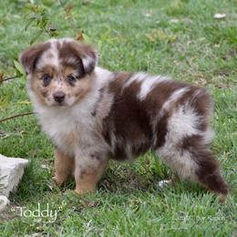 Toddy - Red merle female Miniature Australian Shepherd puppy in Evant, Texas from Lazy VT Bar Ranch
